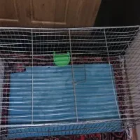 دو عددقفس عروس هلندی مرغ عشق|لوازم جانبی حیوانات|ارومیه, |دیوار