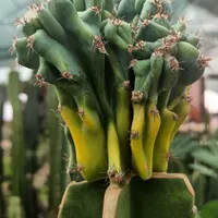 صخره ای ابلق در سایز های مختلف (فول کیفیت)|گل و گیاه طبیعی|قائم‌شهر, |دیوار