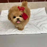 سگ زیبا|سگ|کرمان, |دیوار