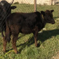 گوساله نر و ماده