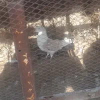 توافقی|پرنده|آبدانان, |دیوار