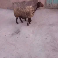 گوسفند با بره ماده|حیوانات مزرعه|سنقر, |دیوار