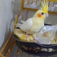 عروس هلندی لوتینیو و گلباقالی