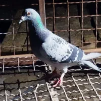 پلاکی مسافتی