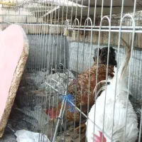 خروس جوان|حیوانات مزرعه|مشهد, شهرک صنعتی توس|دیوار