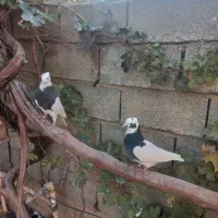 کبوتر طوقی|پرنده|مرودشت, رامجرد یک|دیوار