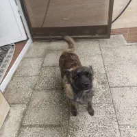 سگ از نوع میکس