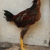 7 تا خروس لاری معاوضه|حیوانات مزرعه|تربت جام, شاهد|دیوار