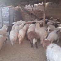 بره صادراتی|حیوانات مزرعه|آبدانان, |دیوار