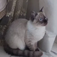 وانیل دختر اسکاتیشی