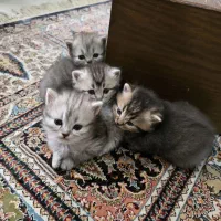 گربه پرشین عروسکی کوچولو