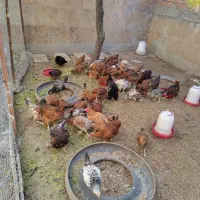 مرغ خروس نیمچه|حیوانات مزرعه|اردبیل, |دیوار