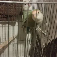 جفت عروس هلندی و کوتوله|پرنده|مشهد, شهید احمدی روشن|دیوار