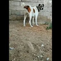 واگذاری سگ گله