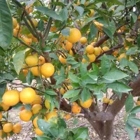 فروش پرتقال خونی وتامسون 2تن|خوردنی و آشامیدنی|بهنمیر, |دیوار