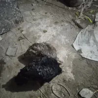 بوقلمون محلی|حیوانات مزرعه|رشت, استقامت ۲|دیوار