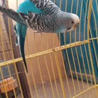 حراج۱۵۰