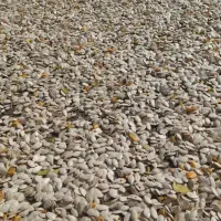 تخمه کدو تو پر