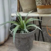 فروش گل آناناس