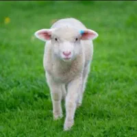 فروش بره ریز سالم و سرحال ب شرط