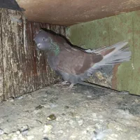 سرخ پرروک و سروکله دار|پرنده|گرگان, |دیوار