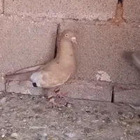 کفتر .دوتا نر زد و خوردی تیر بیرون شهری|پرنده|شیراز, فضل‌آباد|دیوار