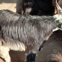 کهره نر|حیوانات مزرعه|بندر کنگان, |دیوار