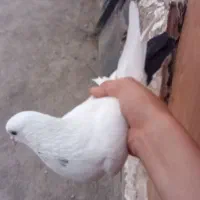 کبوتر