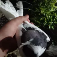 فروش 5 کبوتر  دونه ای 200