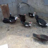 تخم نطفه دار اردک محلی و روسی برای جوجه کشی