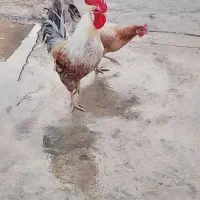 دو عدد مرغ محلی تخم گذار  و نطفه دار با خروس محلی