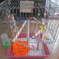 قفس پرنده ۴۲/۵۴ برای انواع پرنده ها