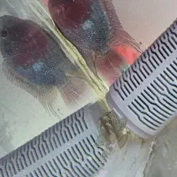 یک جفت فلاور باکس مولد