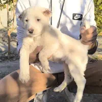 سگ قدر جونی