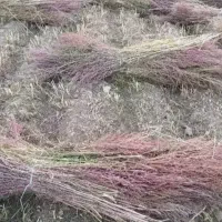 جارو‌شهرداری