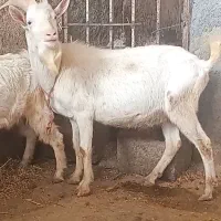 بز سانن پلاک فرانسه