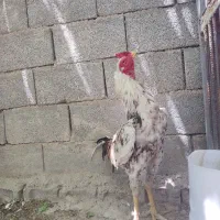 خروس لاری افغان