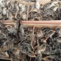 برنز انگلیس جوجه یک روزه|حیوانات مزرعه|شهریار, شهرک شاهد|دیوار