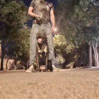 سگ پیتبول ماده|سگ|قم, نخودی|دیوار