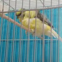 قناری فر آجی نر|پرنده|تربت‌حیدریه, میدان مرکزی|دیوار