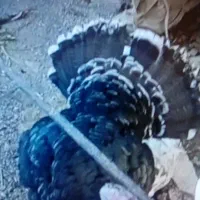 بوقلمون نر|حیوانات مزرعه|قوچان, |دیوار