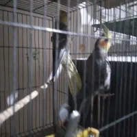 عروس هلندی مولد جوان جوان مست آماده تخم گزاری