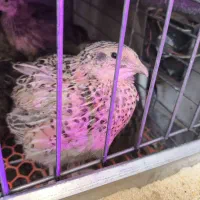 فروش تخم بلدرچین تازه از تولید به مصرف|خوردنی و آشامیدنی|پاکدشت, پاکدشت (مامازند)|دیوار