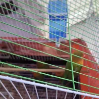 طوطی برزیلی|پرنده|قرچک, مهدیه|دیوار