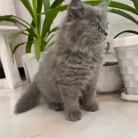 گربه اسکاتیش|گربه|شیراز, تپه تلویزیون|دیوار