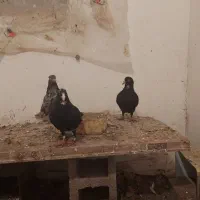 تعدادی کفتر پلنگ|پرنده|چترود, |دیوار