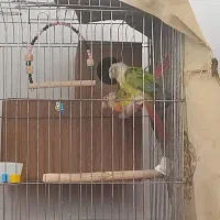 گرینچیک نر کارداده اماده و مست
