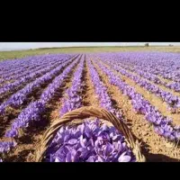 درجه یک درجه یک اعلا زعفران تربت حیدریه