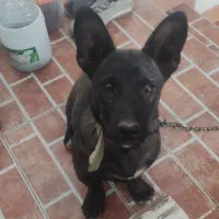 ژرمن بلک کوچک مشکی پنج ماهه|سگ|مهدی شهر, |دیوار