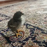 جوجه استرالوپ 10روزه تا 1ماه